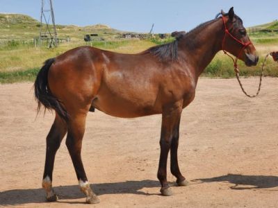 Whiskey Up Pyrite JW <BR>AQHA 6252865